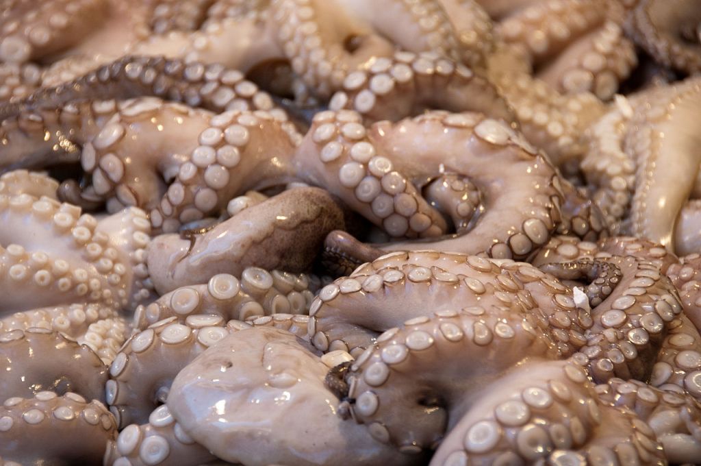 Octopus Fish