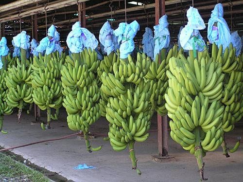 Fresh Cavendish Banana