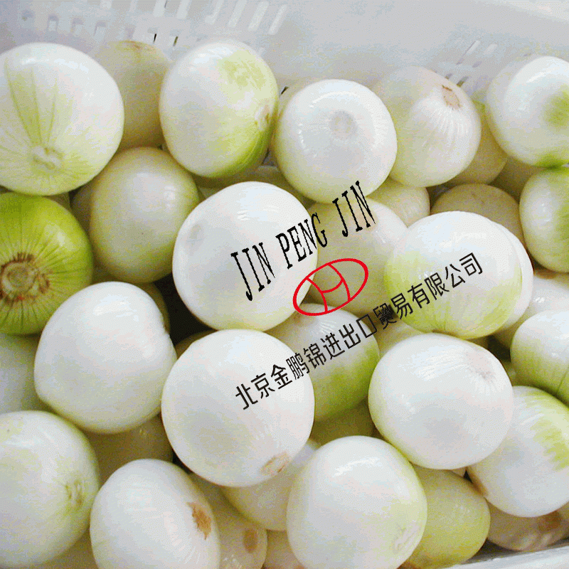 2013 High quality Fresh Onion