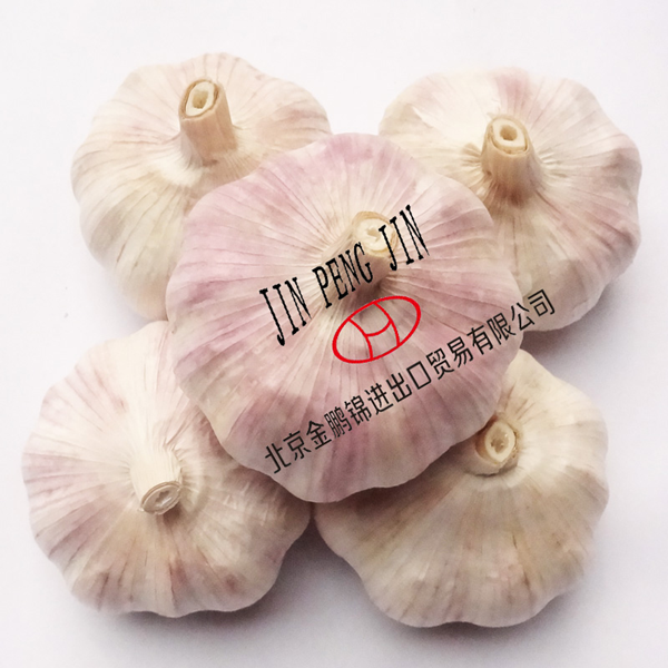 2013 High Quality Fresh Garlic