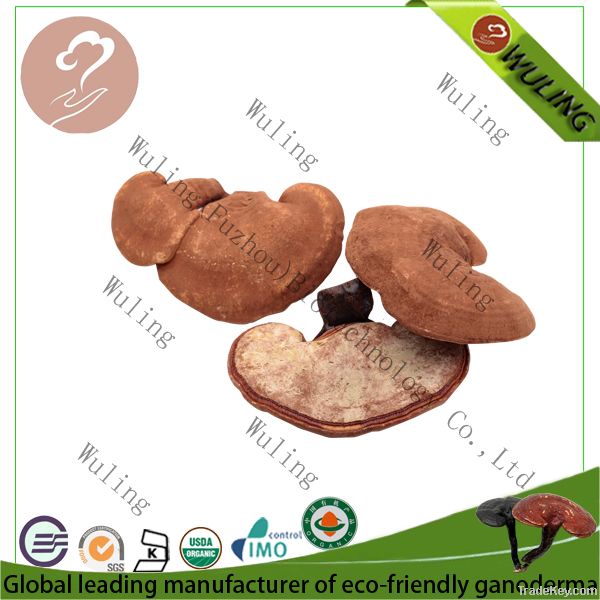 Healthcare products Ganoderma Lucidum Reishi Mushroom