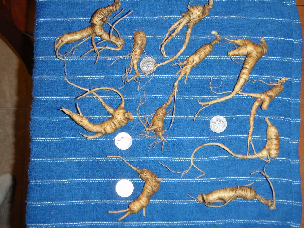 "Pride of the Ozarks" Wild American ginseng