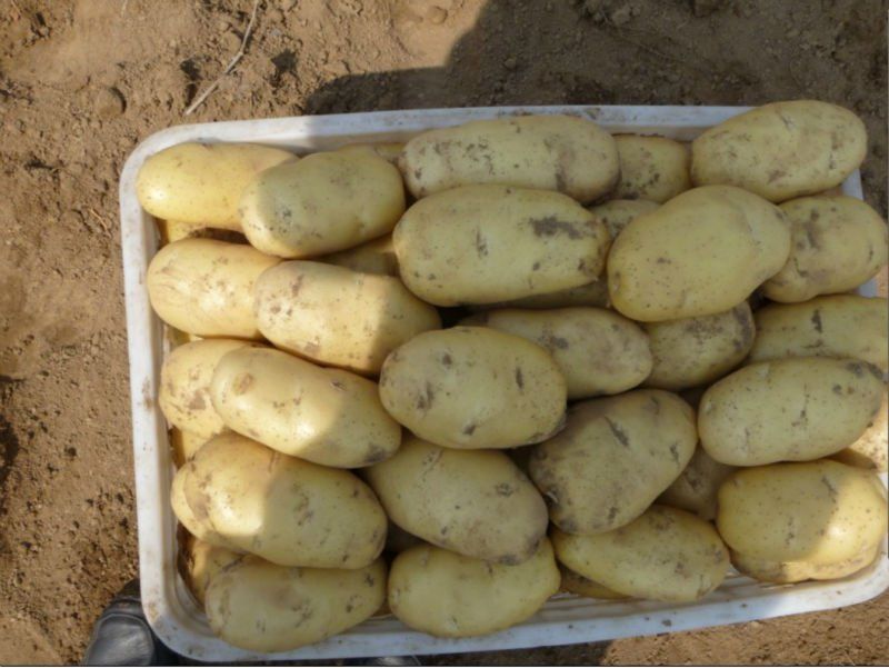 Fresh Chinese potatoes