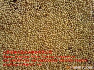 foxtail millet