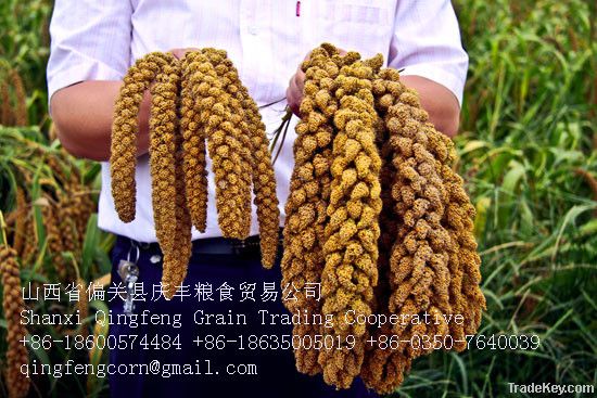 foxtail millet