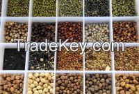  Lentils, Whole lentils, Whole Red lentil, Red Split lentil, Green Lentils - (Lens culinaris, Medic, Dals, Masoor)