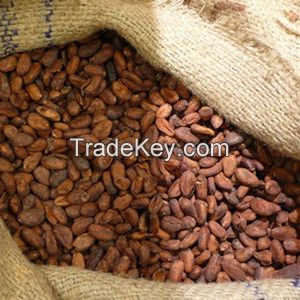 COCOA BEANS GOOD FERMENTED