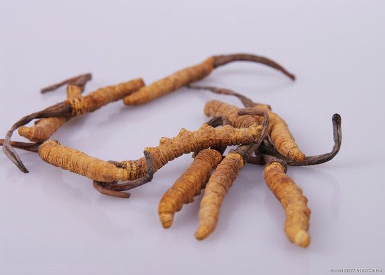 Cordyceps Extract