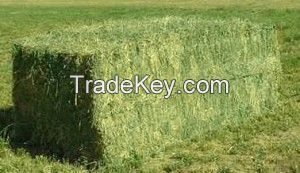 Rhodes Grass Hay in Bales