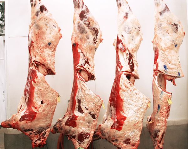 HALAL Frozen Beef Carcasses and Fore Quarter / Hind Quarter Cuts