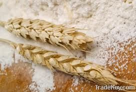 Wheat Flour Supplier| Wheat Flour Exporter | Wheat Flour Manufacturer | Wheat Flour Trader | Wheat Flour Buyer | Wheat Flour Importers | Import Wheat Flour 