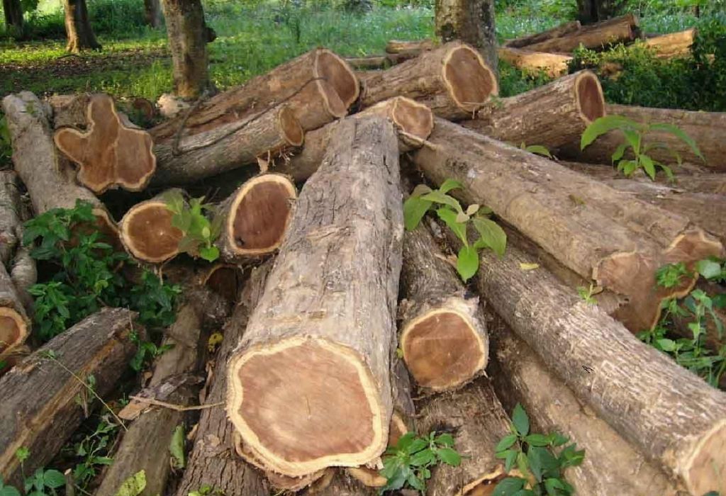 Quality Iroko Logs Timber