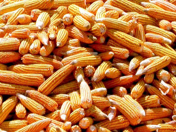 Yellow corn for animal feed