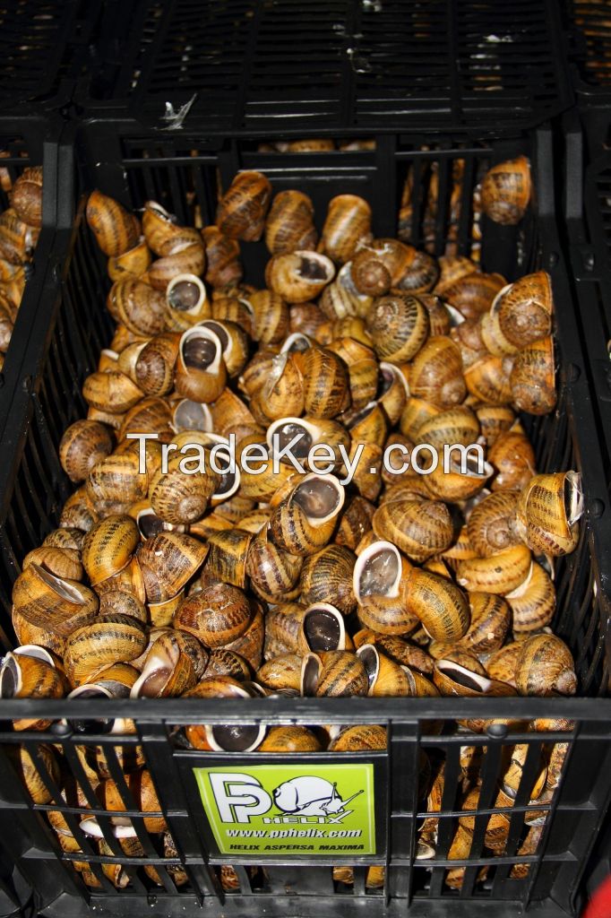 hibernated snails Helix Aspersa Maxima