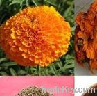 marigold extract