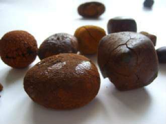 ox/cowGallstones