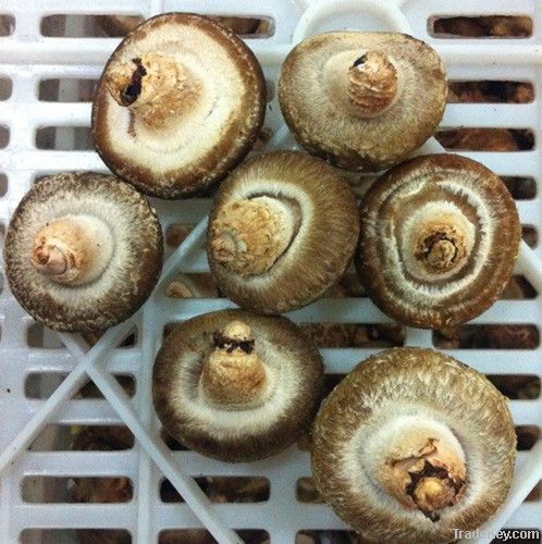 Zhonggu Fresh Mushroom
