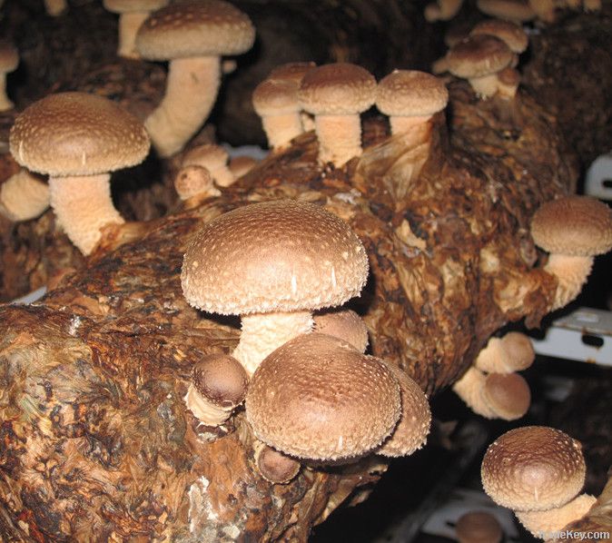 Shiitake Mushroom