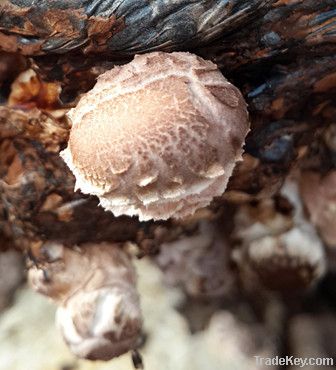 Zhonggu Chinese Champignon