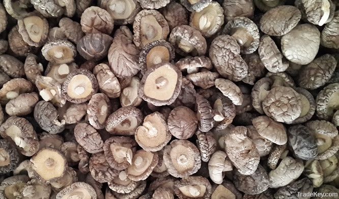 Chinese Dried Mushroom