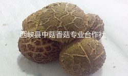chinese mushroom supplier