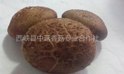 chinese flower mushroom supplier