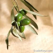 Olive leaves