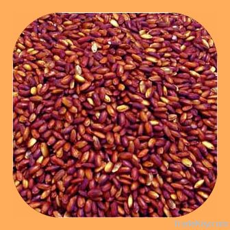High quality Red yeast rice extract