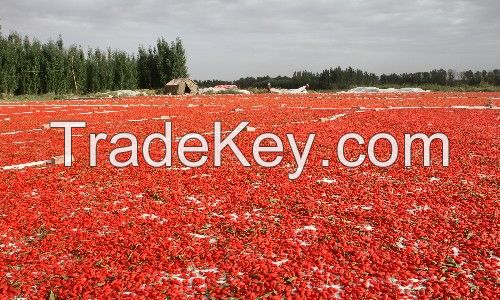 Goji berry  Ningxia top grade dried wolfberry