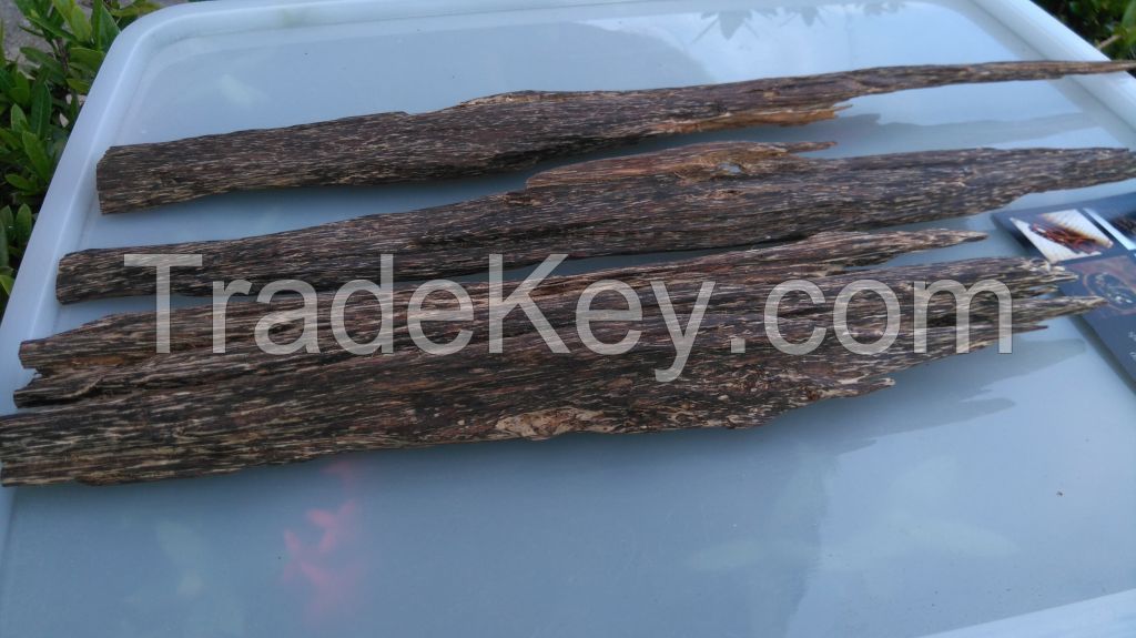 Wild Harvested Agarwood From Malaysia