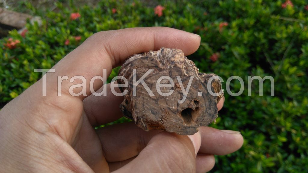 Wild Harvested Agarwood From Malaysia