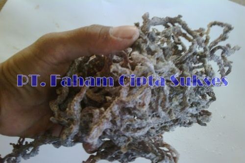 Dried Eucheuma Cottonii