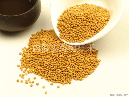 broomcorn millet