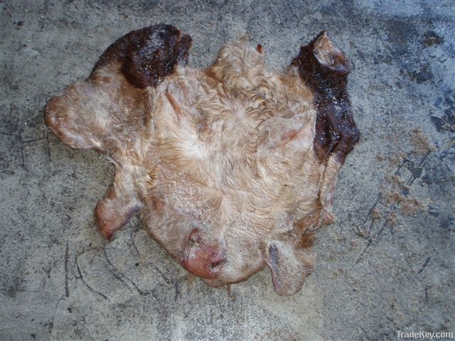 Wet salted cow head skins