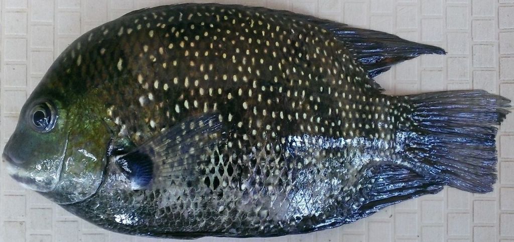 Green Chromide ( Karimeen )