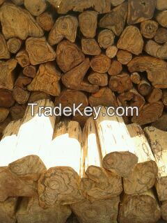 Natural Agarwood Aetoxylon sympetalum