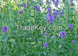 Medicago Sativa( Alfalfa) Extract 