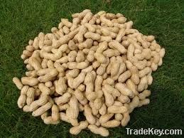 Groundnut Meal