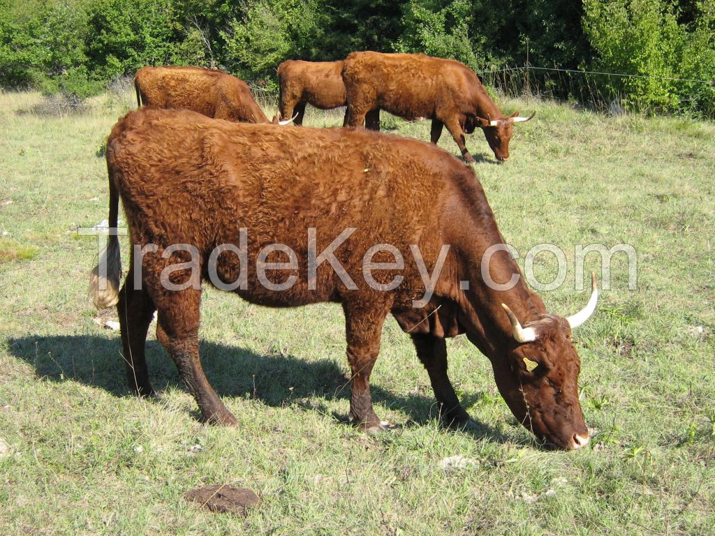 Salers Cattle