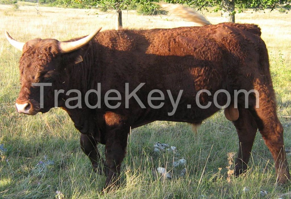 Salers Cattle