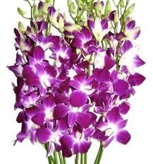 Best Quality Thailand Natural Fresh Dendrobium Orchid Plants