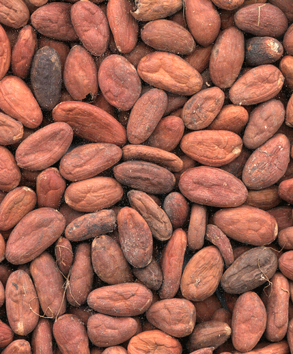 COCOA BEANS