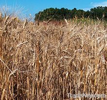 Durum Wheat