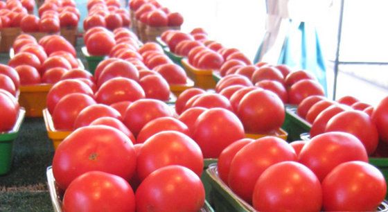 Fresh Tomatoes