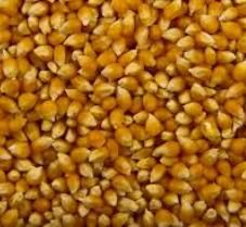 Maize | Maize Exporter | Corn Grain Seller | Maize Buyer | Bulk Maize Grain Importer | Corn bean Buyer | Corn bean Wholesaler | Corn Grain Manufacturer | Best Quality Corn Grain | Cheap Maize Supplier | Low Price Corn | Yellow Corn | White Cron | Baby Mai