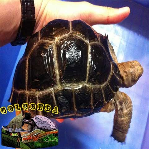 Aldabrachelys gigantea (Aldabra Tortoise)