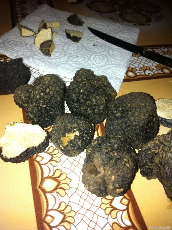 Truffle