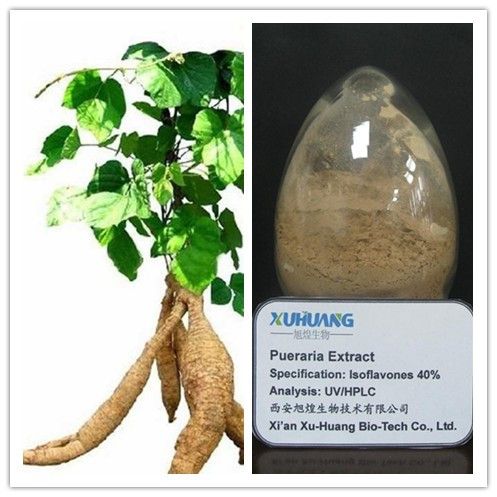 pueraria extract 