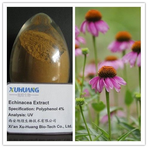 Echinacea Extract 