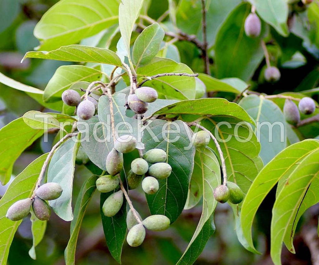 Haritaki Fruit